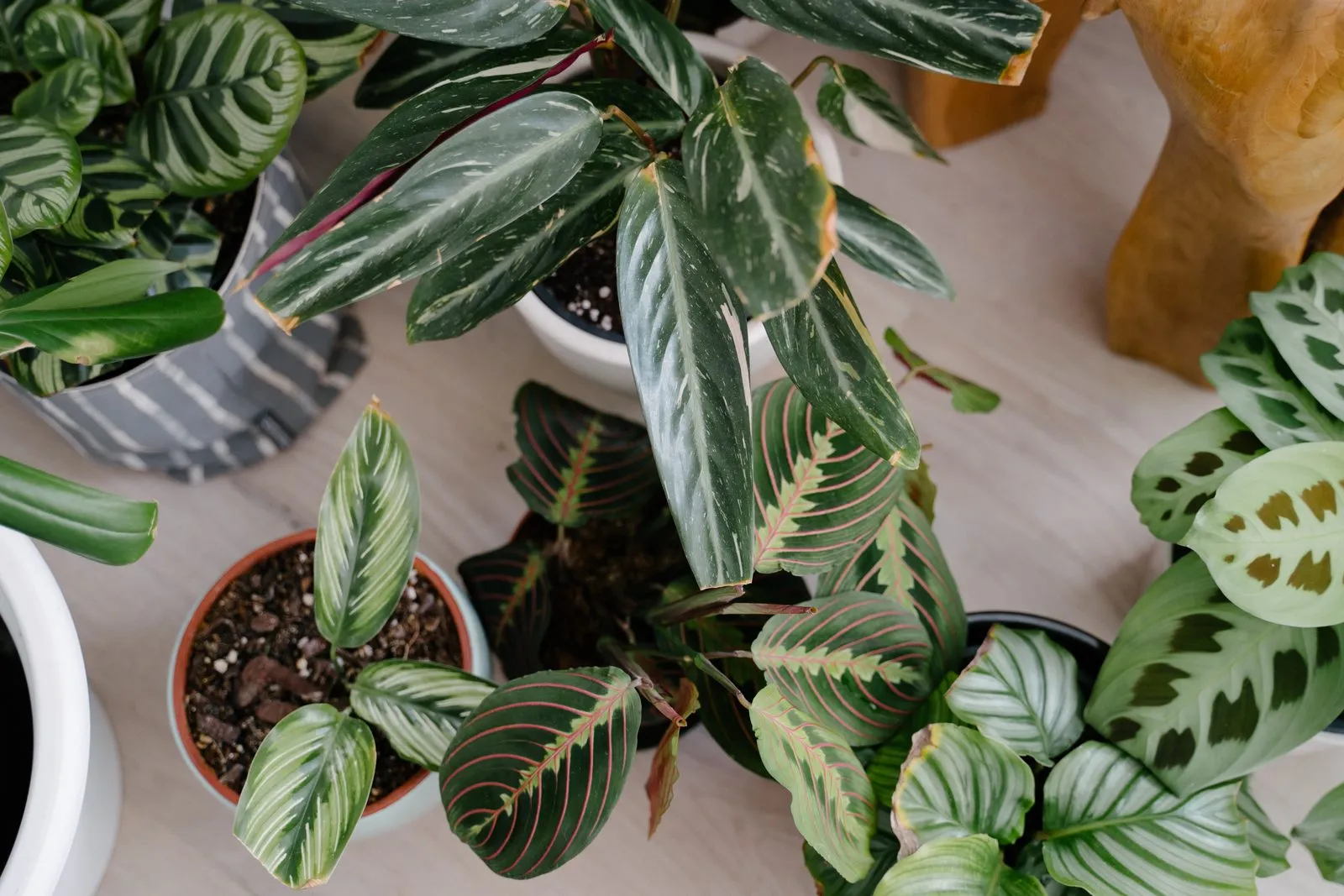 Lush tropical houseplants — calatheas, prayer plants and philodendrons — gathered for a Happy Houseplants workshop