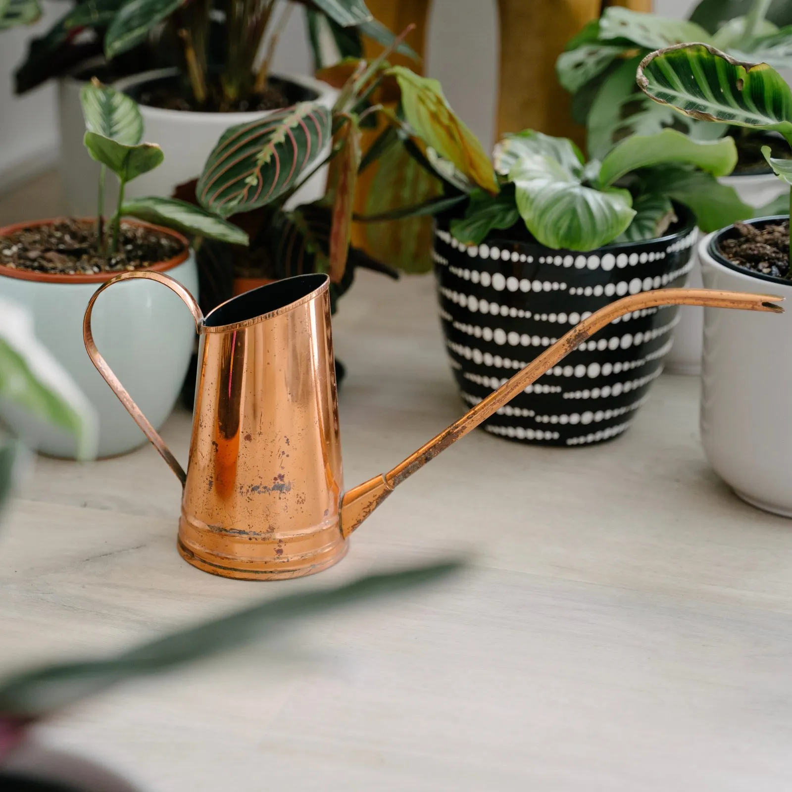 A copper watering can beside a group of leafy houseplants in decorative pots