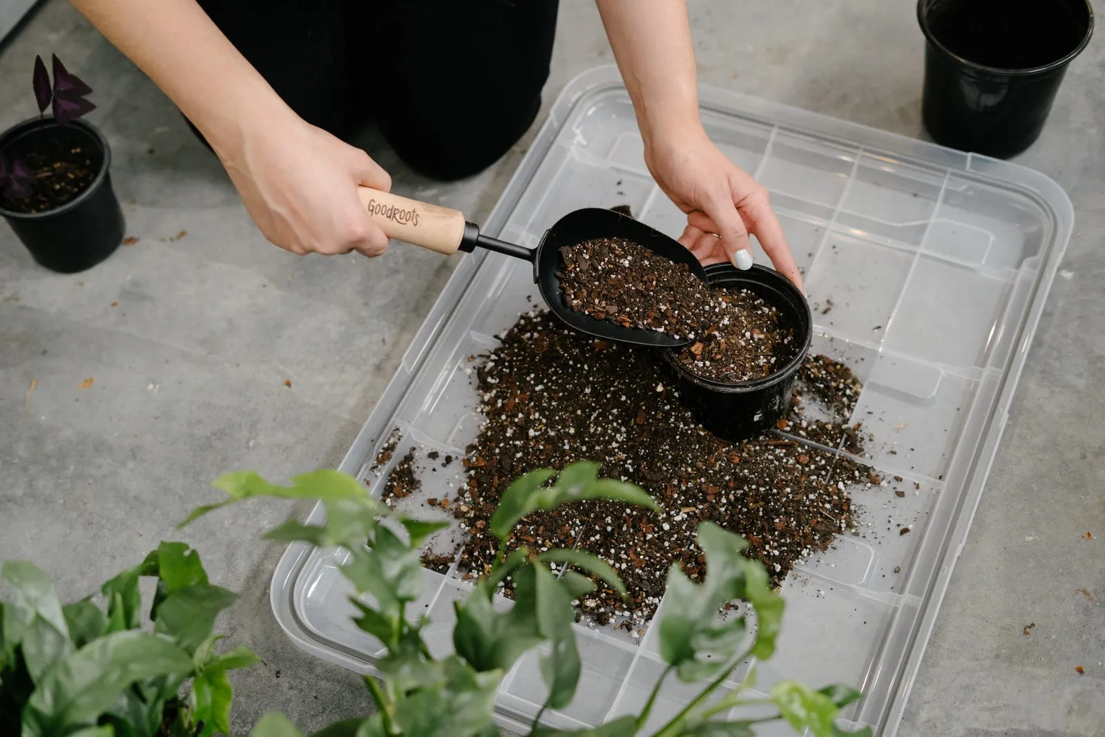 Hands scooping potting mix while repotting a houseplant at a Mamma's Plants Happy Houseplants workshop