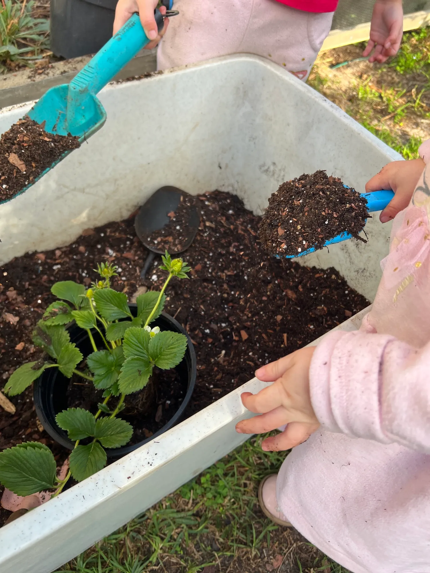 A little girl scooping potting soil with a small blue scoop at a Mommy and Me potting workshop