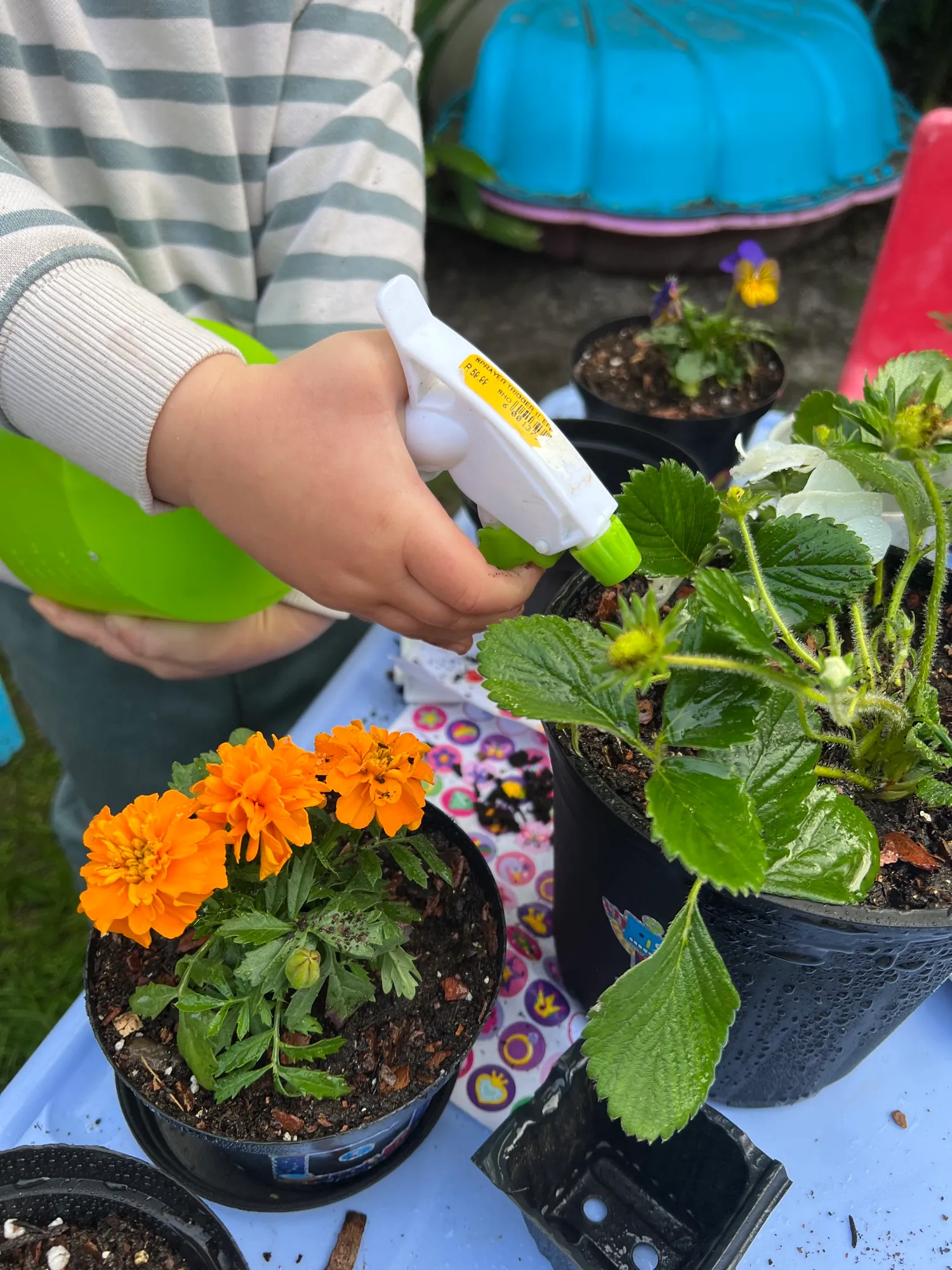 A little one misting a freshly potted marigold and strawberry plant with a spray bottle