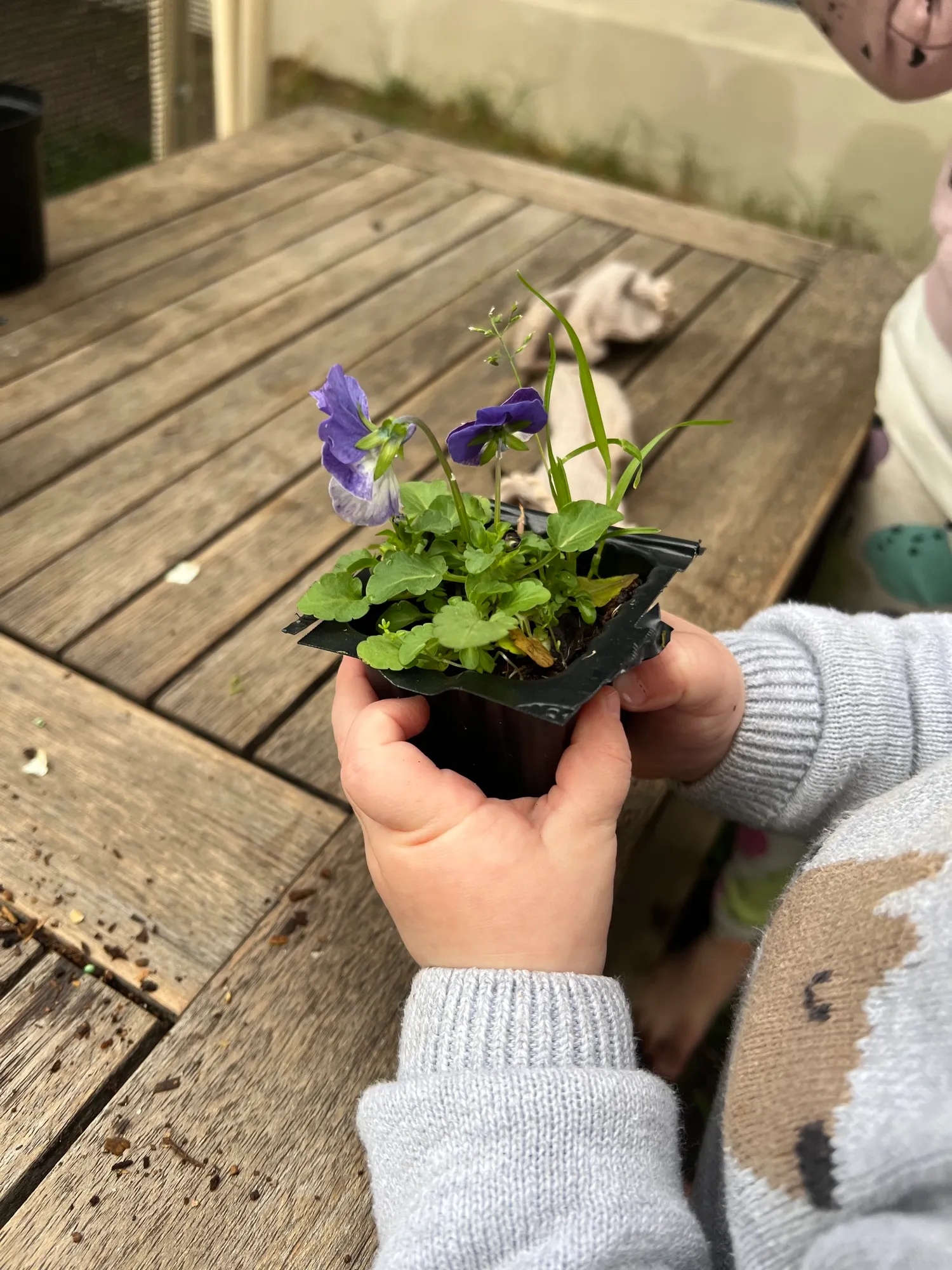A child holding a small punnet of viola seedlings ready to plant